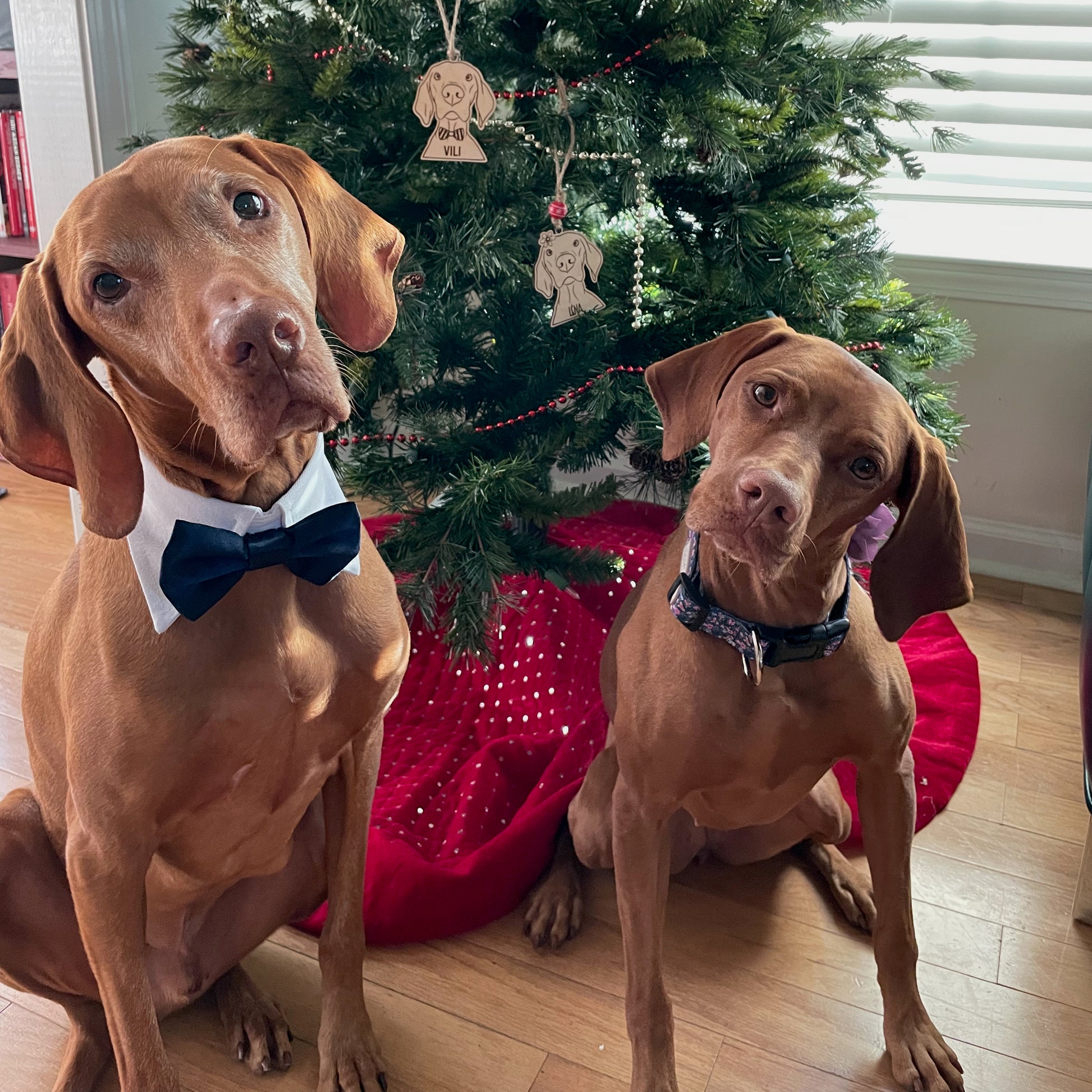 Our pups with their Vizsla ornaments